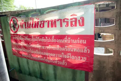 ลิง